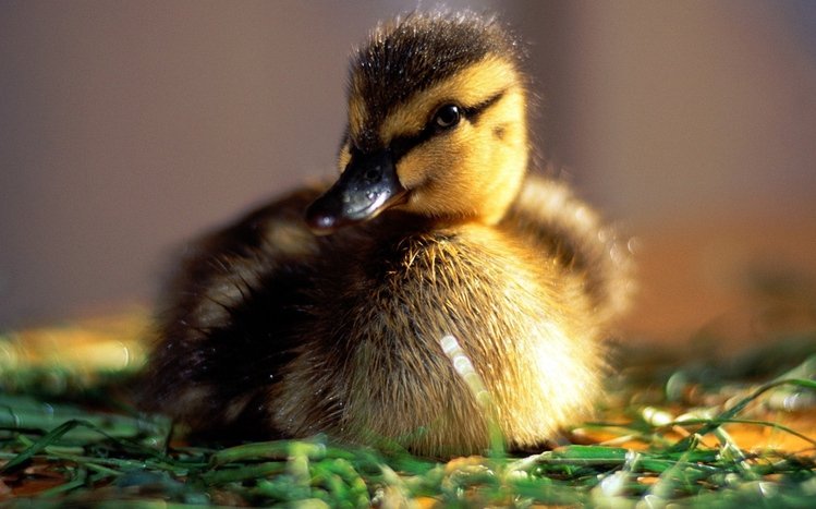 Duck Theme screenshot #3