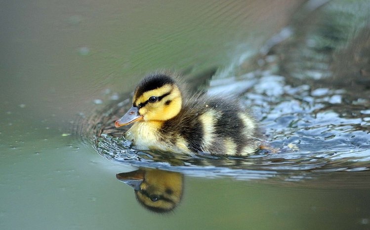 Duck Theme screenshot #9