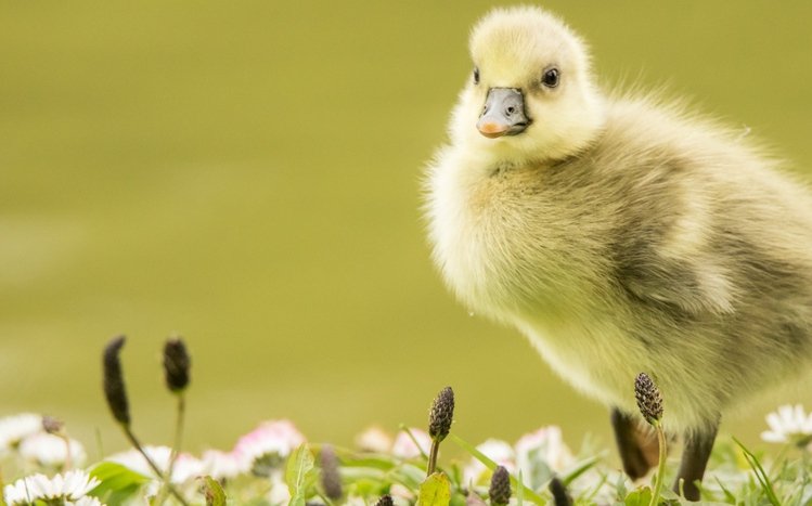 Duck Theme screenshot #15