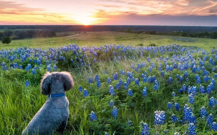 Poodle Theme screenshot #12