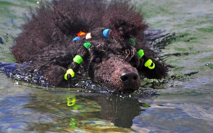 Poodle Theme screenshot #2