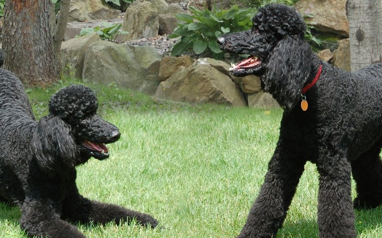 Poodle Theme screenshot #5