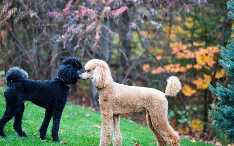 Poodle Theme screenshot #10