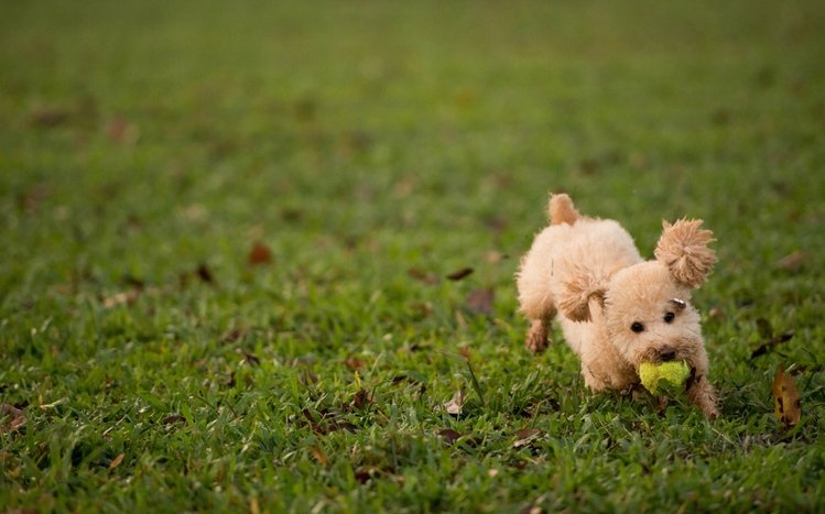 Poodle Windows 11/10 Theme - themepack.me