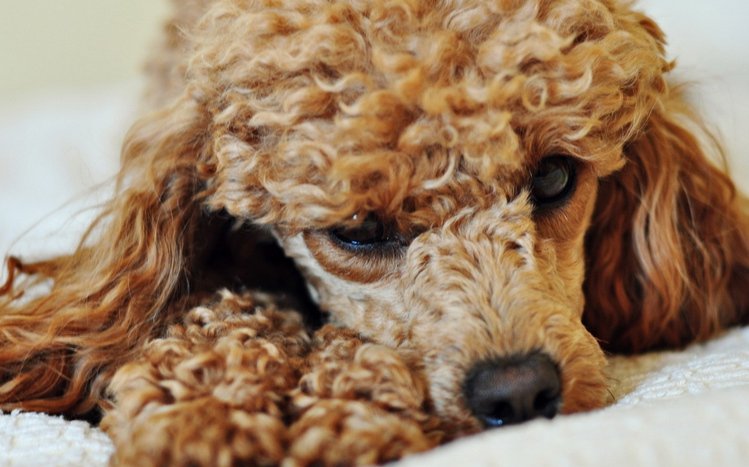 Poodle Theme screenshot #4