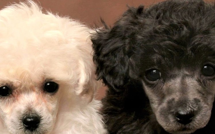 Poodle Theme screenshot #13