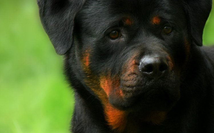 Rottweiler Theme screenshot #3