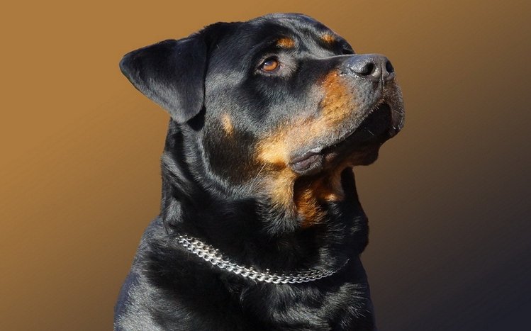 Download Big Rottweiler Dog Wallpaper