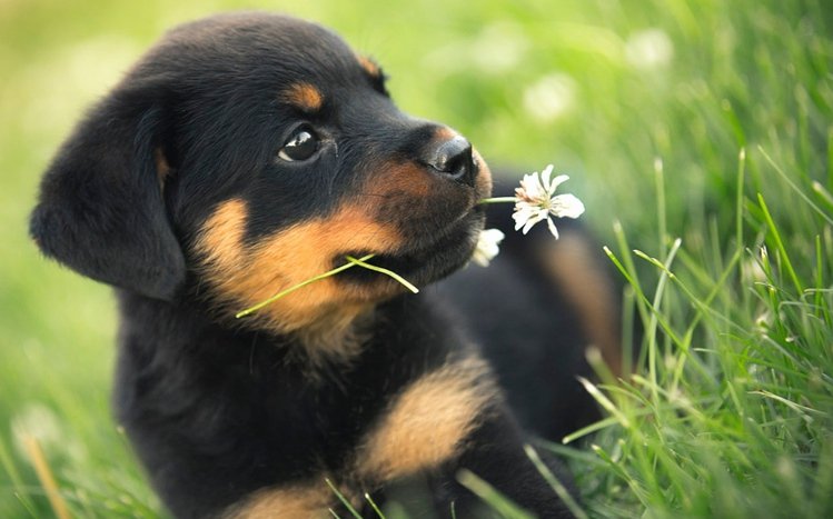 Rottweiler Theme screenshot #15