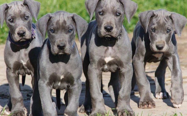 Great Dane Theme screenshot #1