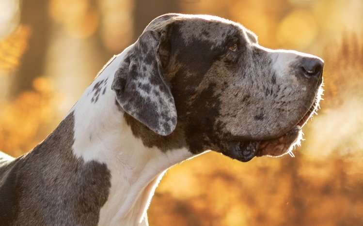 Great Dane Wallpapers 37 images inside