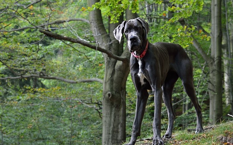 Great Dane Theme screenshot #12