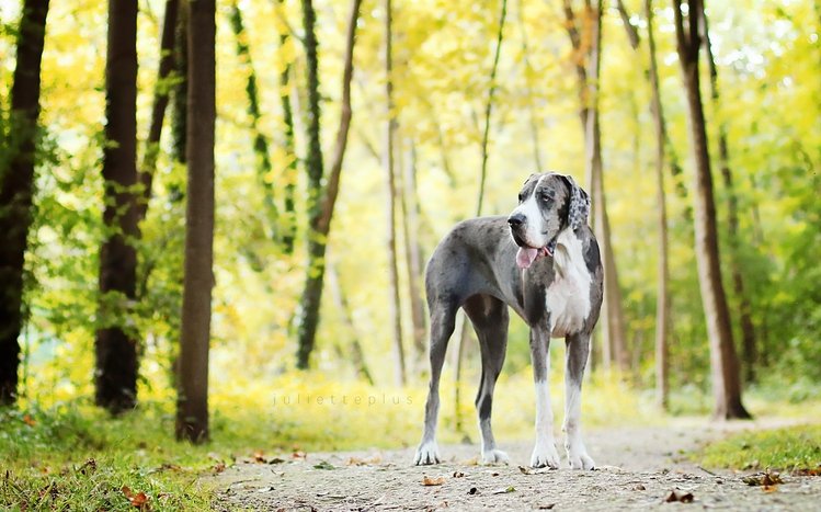 Great Dane Theme screenshot #5