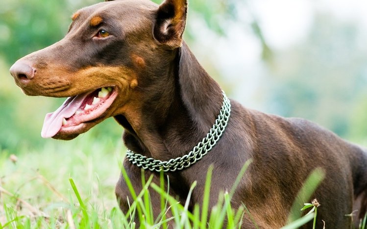 Doberman Theme screenshot #4