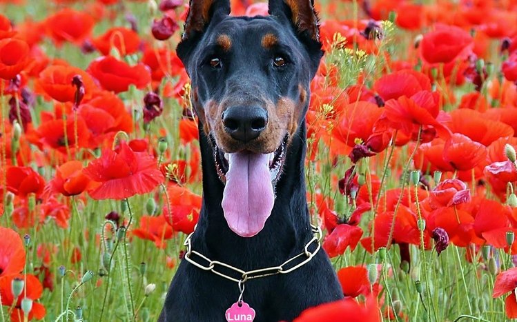 Doberman Theme screenshot #8