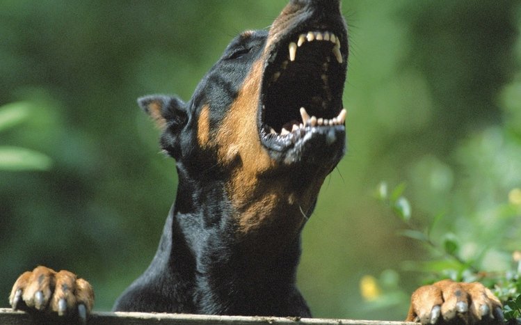 Doberman Theme screenshot #3