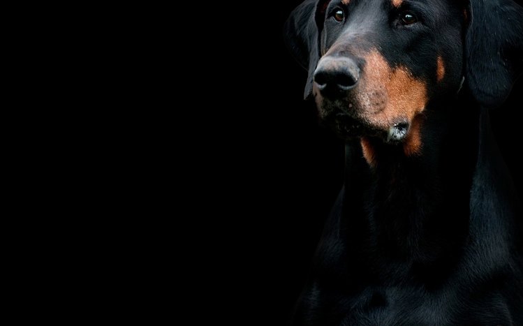 Doberman Theme screenshot #9
