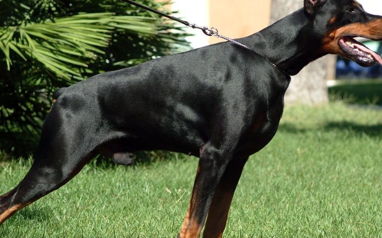 Doberman Theme screenshot #1