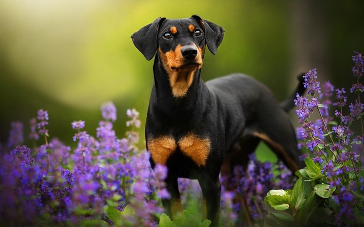 Doberman Theme screenshot #11