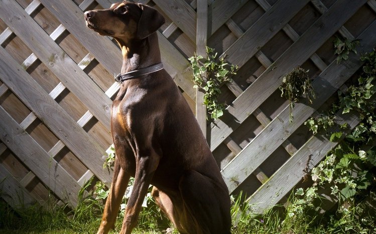 Doberman Theme screenshot #2