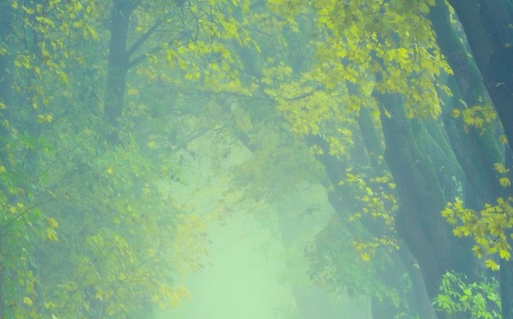 Foggy Forest Theme screenshot #14