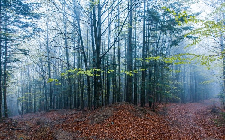 Foggy Forest Theme screenshot #15