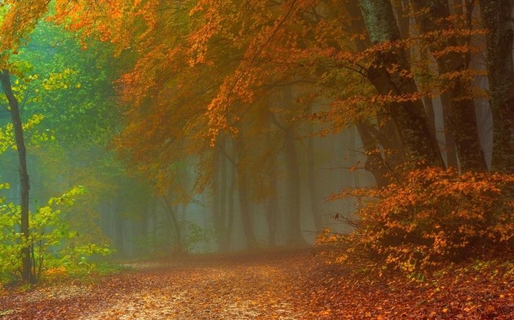 Autumn Forest Theme screenshot #5