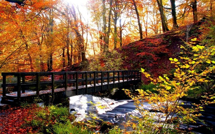 Autumn Forest Theme screenshot #4