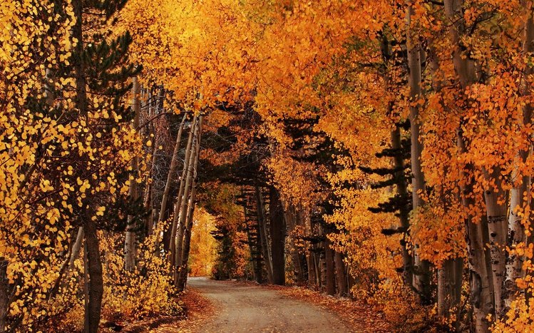 Autumn Forest Theme screenshot #13