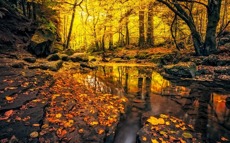 Autumn Forest Theme screenshot #6