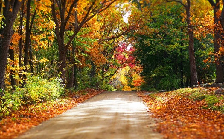 Autumn Forest Theme screenshot #11