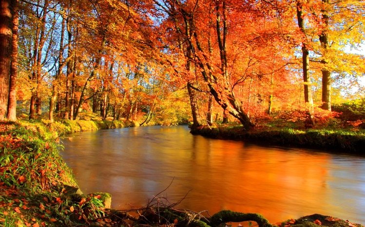 Autumn Forest Theme screenshot #7