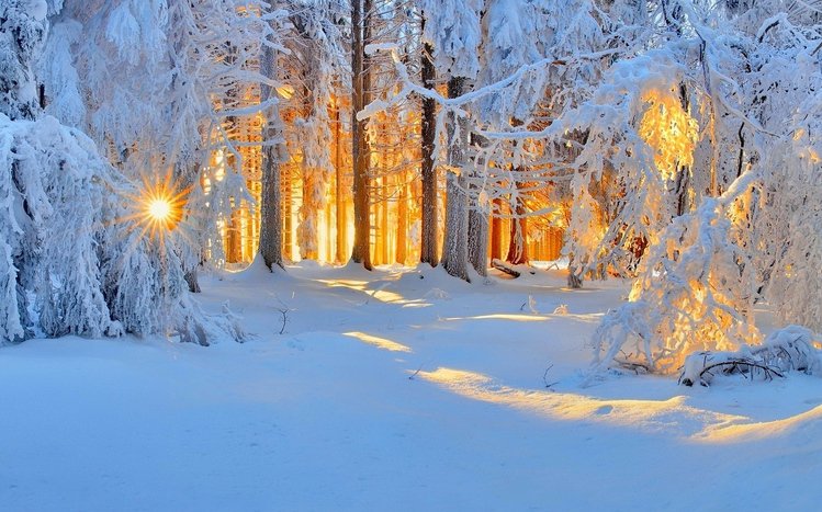 Winter Forest Windows 10 Theme Themepack Me