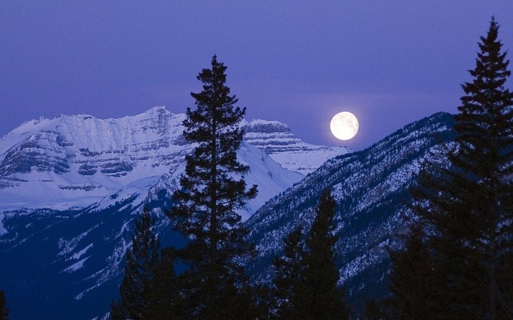 Night Forest Theme screenshot #4