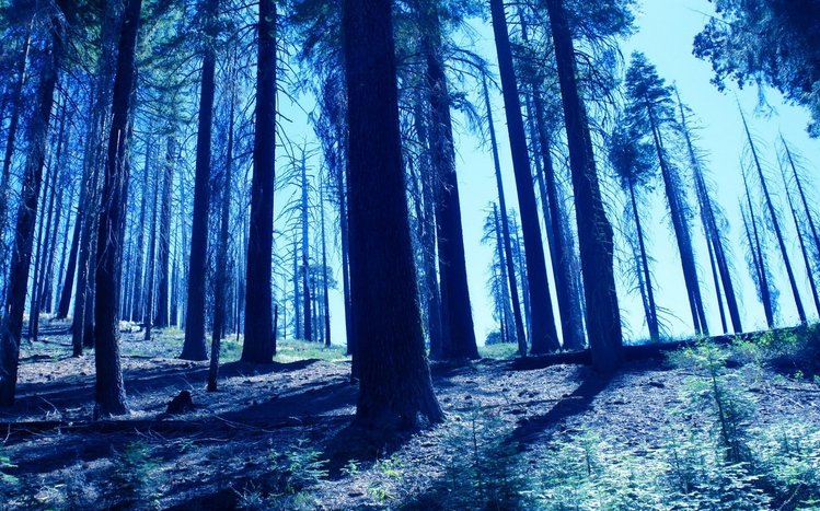 Blue Forest Pictures  Download Free Images on Unsplash