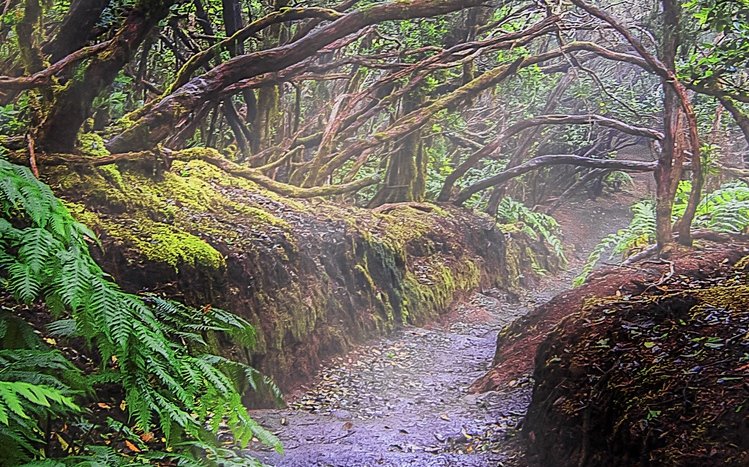 Tropical Rainforest Theme screenshot #9