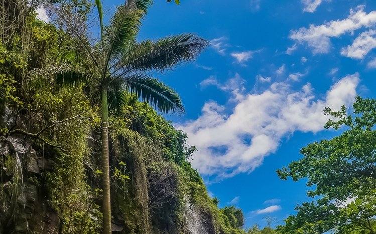 Tropical Rainforest Theme screenshot #5