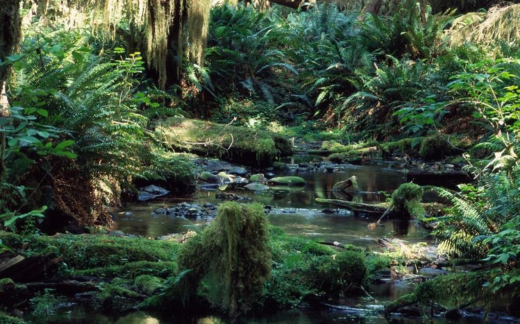 Tropical Rainforest Theme screenshot #1