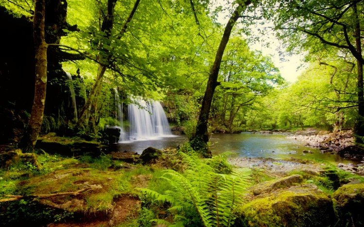 Tropical Rainforest Theme screenshot #2