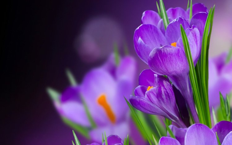 Crocus Theme screenshot #5