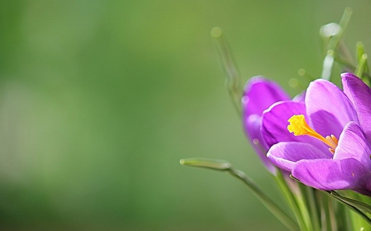 Crocus Theme screenshot #12