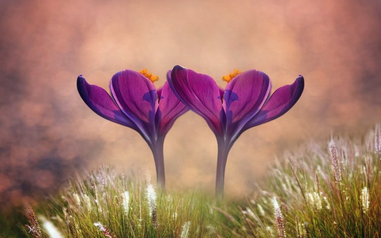 Crocus Theme screenshot #14