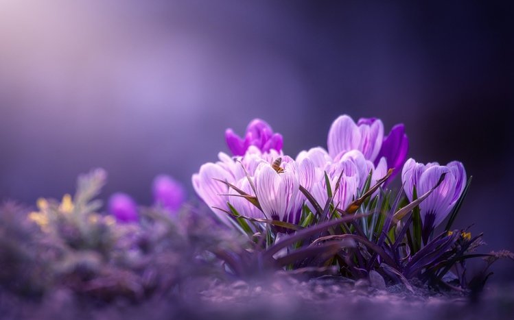 Crocus Theme screenshot #16