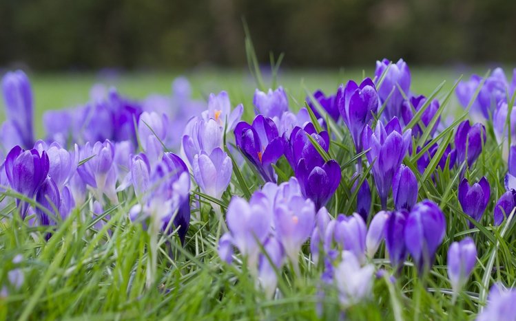 Crocus Theme screenshot #7