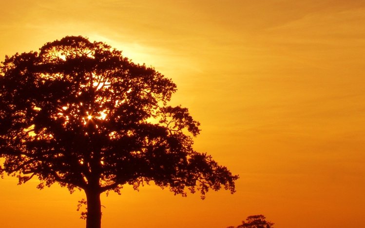 Green Tree Theme screenshot #2