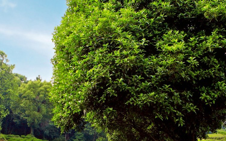 Green Tree Theme screenshot #12