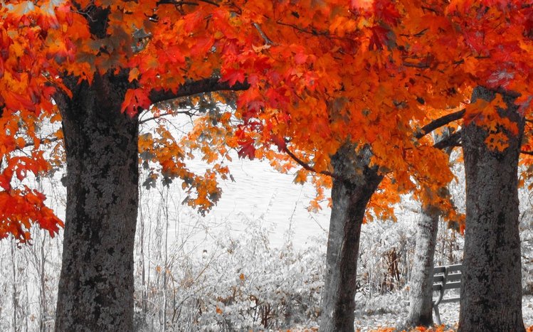 Autumn Tree Theme screenshot #12