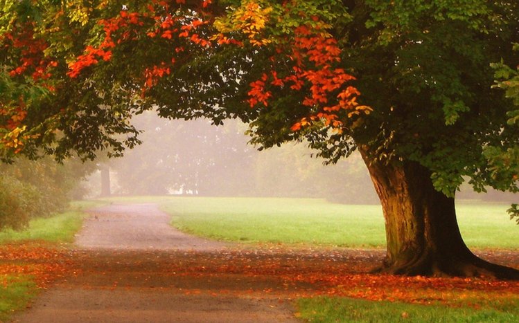 Autumn Tree Theme screenshot #6