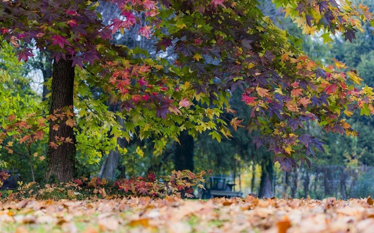 Autumn Tree Theme screenshot #13