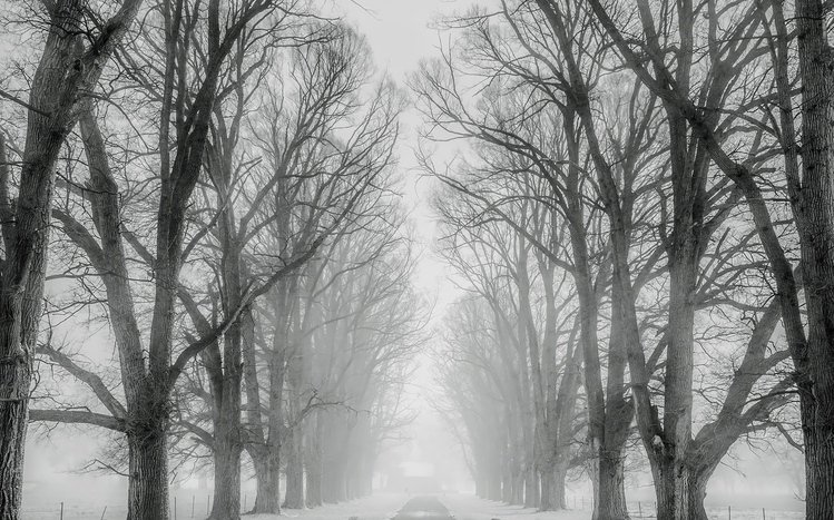 White Winter Tree Theme screenshot #13